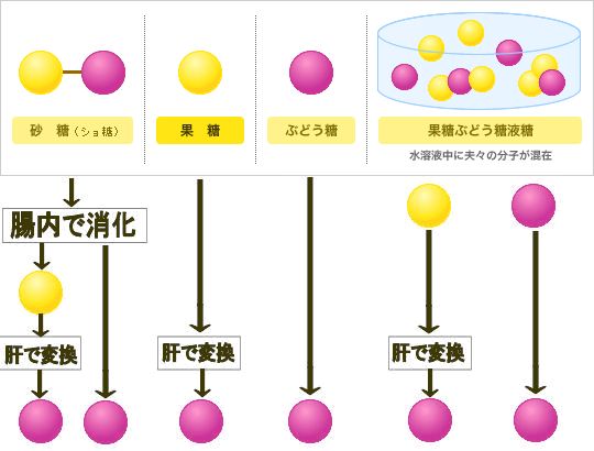 果糖 ぶどう糖 液 糖 と は